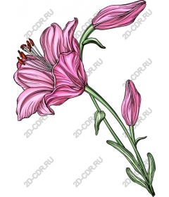  Elegant pink Lily