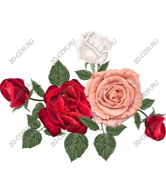  Elegance in bloom - Premium rose