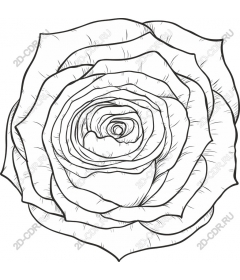  Elegant rose