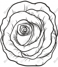  Elegant rose