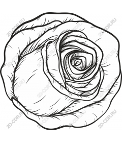  Elegant rose