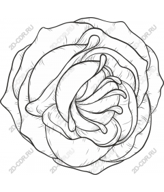 Delicate rose