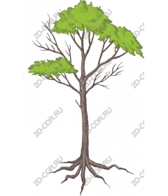  Elegant tree