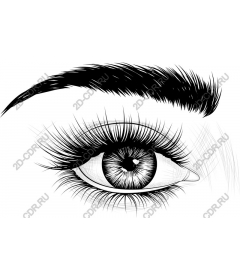  An elegant eye