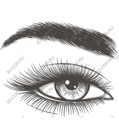  An elegant eye
