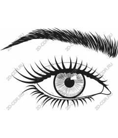  An elegant eye