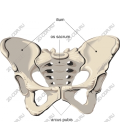 Anatomically correct human pelvis