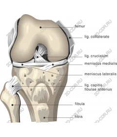  Анатомический коленный сустав