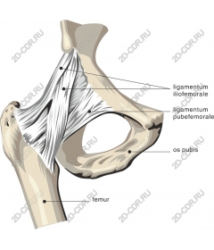  Hip joint human Anatomy