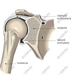 Плечевой сустав - Анатомическая медицинская графика