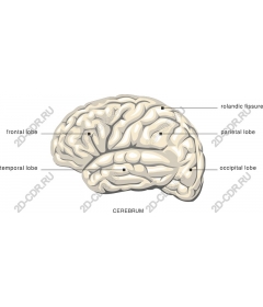 Big brain - Anatomical diagram of the brain