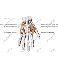 Anatomy of the human hand