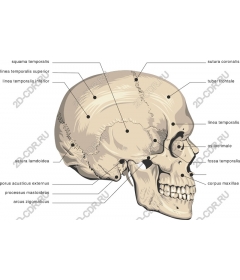 Anatomy of the human skull