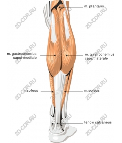 Анатомия мышц - Икроножные мышцы