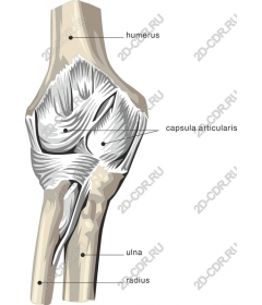 Anatomy of the elbow joint in the human body