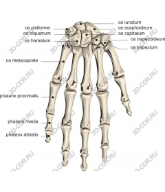Skeleton anatomy human hands