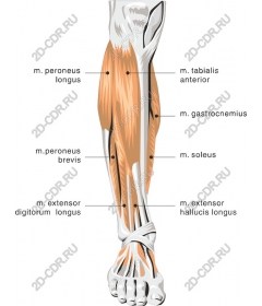  Анатомическая мышца голени