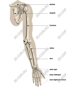  The skeleton of the human hand
