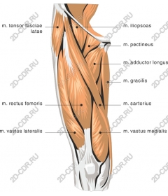 Мышцы бедра человека