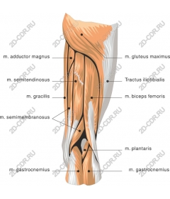  Анатомия мышц бедра
