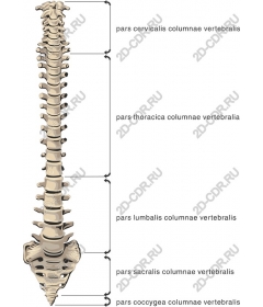 Anatomical human spine