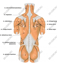  Detailed human anatomy. The muscles of the back.