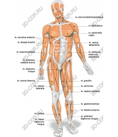 Мышечная система человека