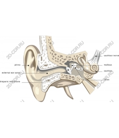 Anatomy of the human ear (/)