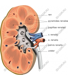  Анатомия почек