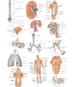 Полный комплект по анатомии человека