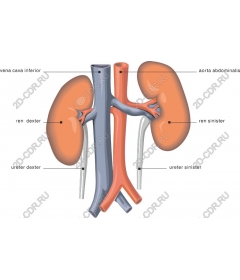  Detailed information about the renal system