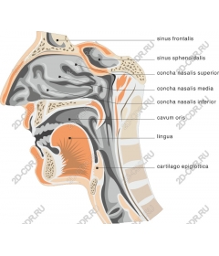 Anatomy of the nasal cavity and throat