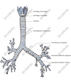  Detailed description of the bronchi and trachea of the human