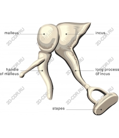  Ear-bones of man (the hammer, anvil, stirrup)