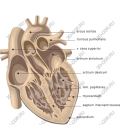  Анатомия человеческого сердца