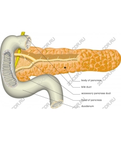  Анатомия поджелудочной железы
