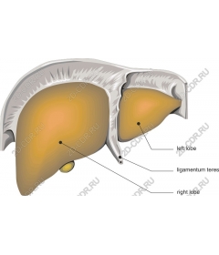  Анатомия печени человека