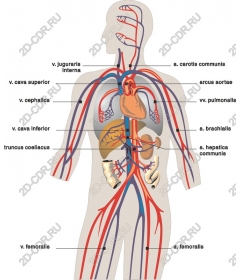 Кровеносная система человека