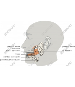 Anatomy of the human head - salivary glands and muscles