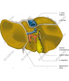 Anatomy of the liver