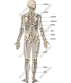 Anatomy of human skeleton