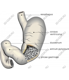 Anatomy of the human stomach