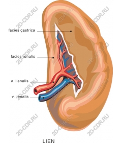 Anatomical spleen