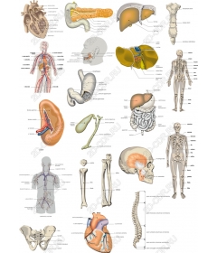 Полный комплект по анатомии человека