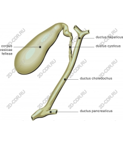  Анатомическая билиарная система
