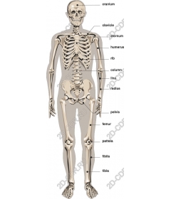 Анатомия скелета человека