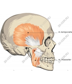 Anatomy of the human skull