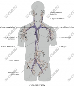 Лимфатическая система человека