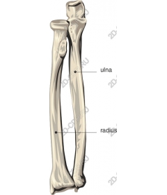  Анатомия лучевой и локтевой костей