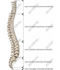  Detailed human spine